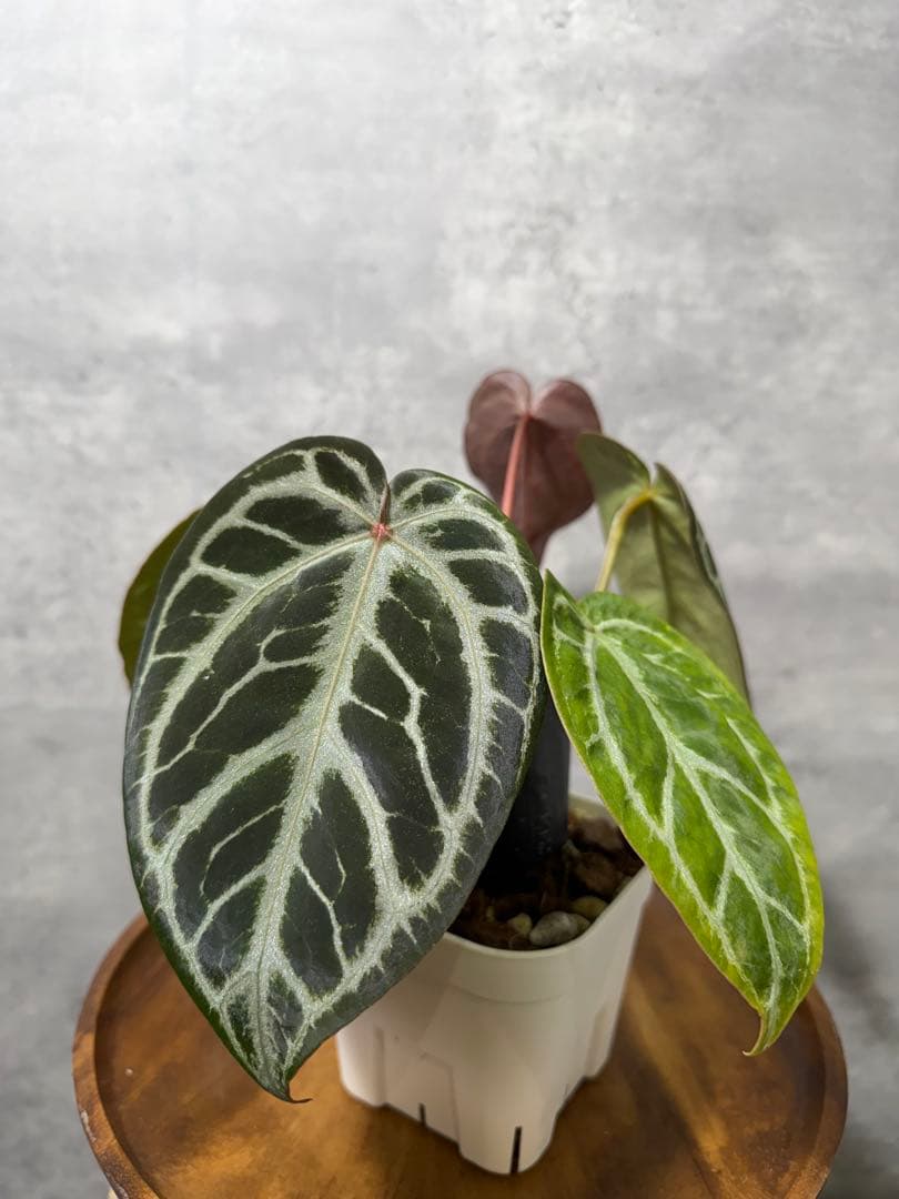 り*ん様 【新春セール】 RC ハイブリッド　紫脈