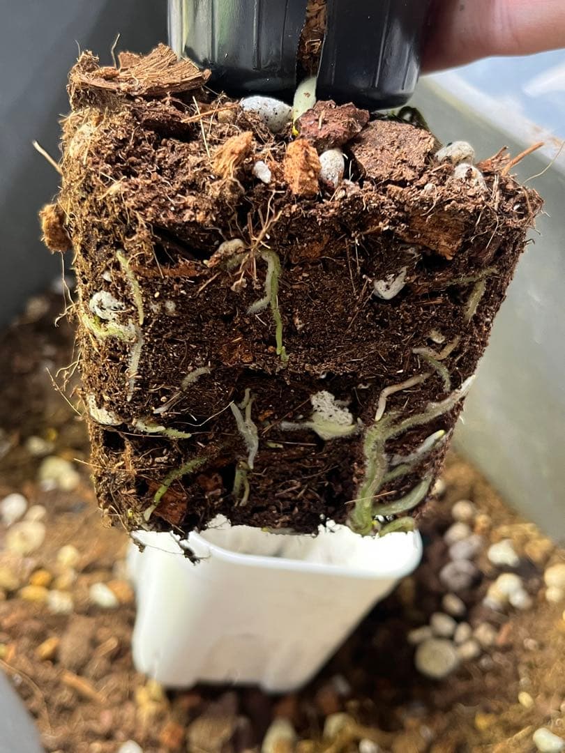 り*ん様 【新春セール】 RC ハイブリッド　紫脈