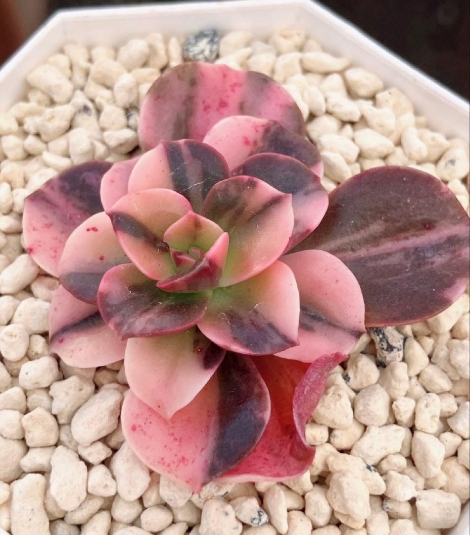 多肉植物　メラコ錦　未発根