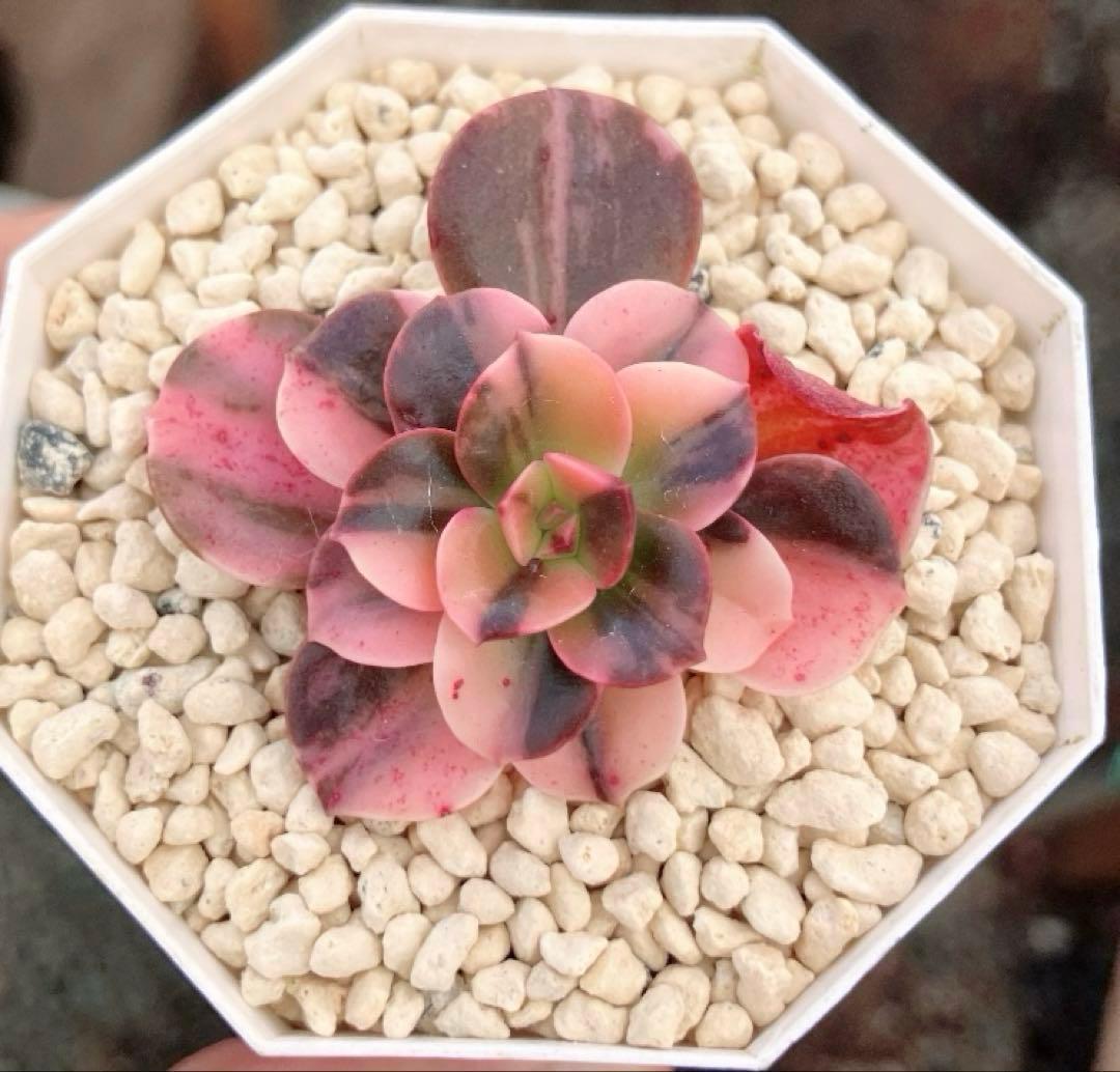 多肉植物　メラコ錦　未発根