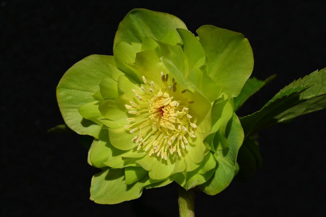 クリスマスローズ　認定！メロンゴールド　加藤農園