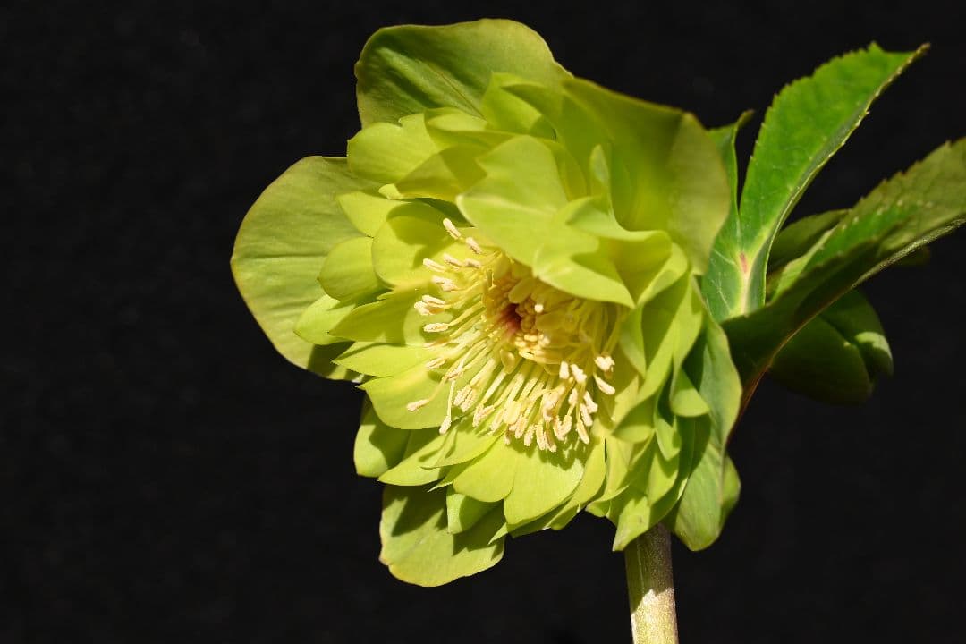 クリスマスローズ　認定！メロンゴールド　加藤農園