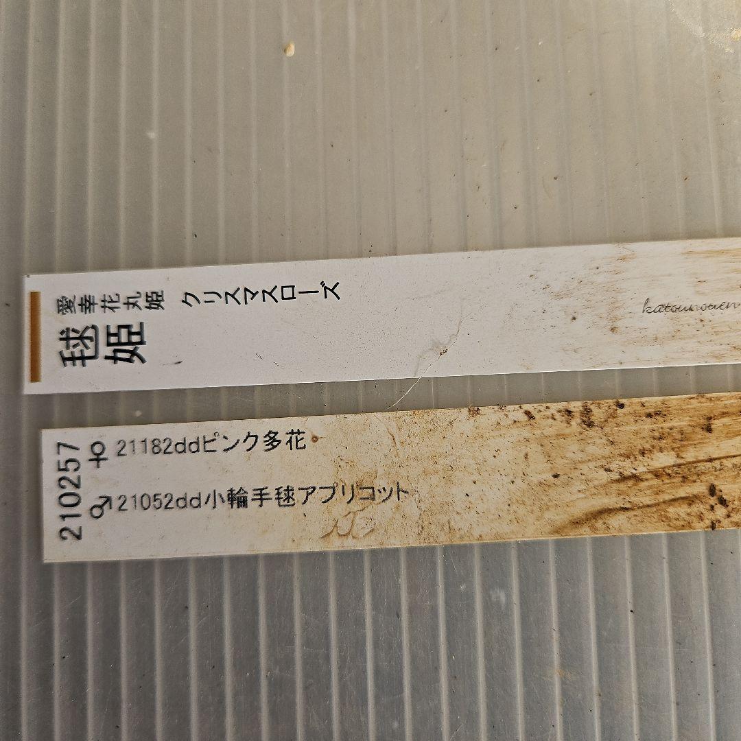 ㉖-404クリスマスローズ