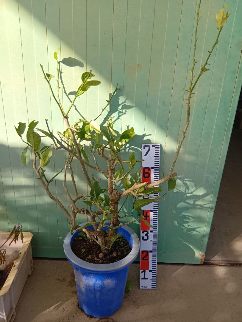 仏手柑（高さ70くらい）