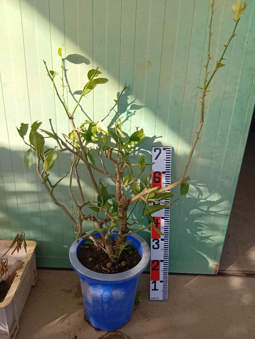 仏手柑（高さ70くらい）