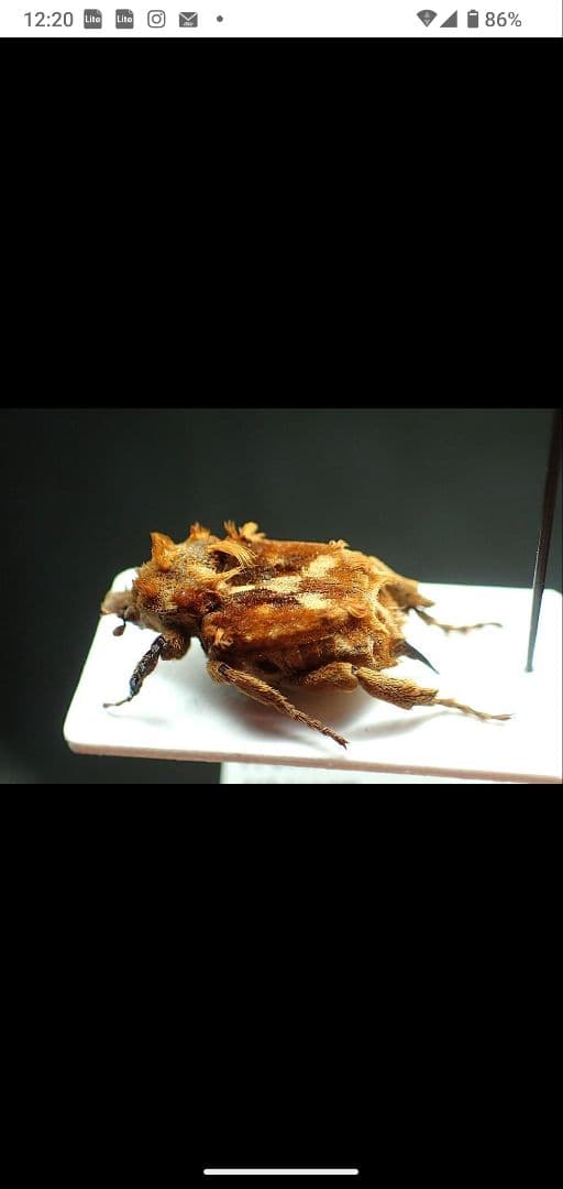 まとめ売り専用