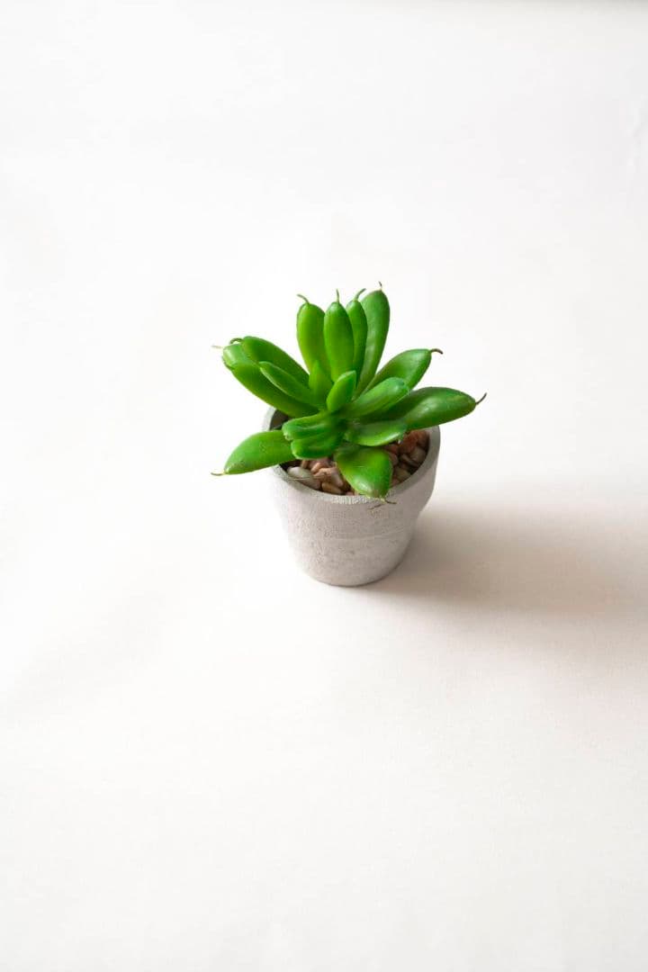 Sony FE 70-200mm F4 G OSS　即購入可