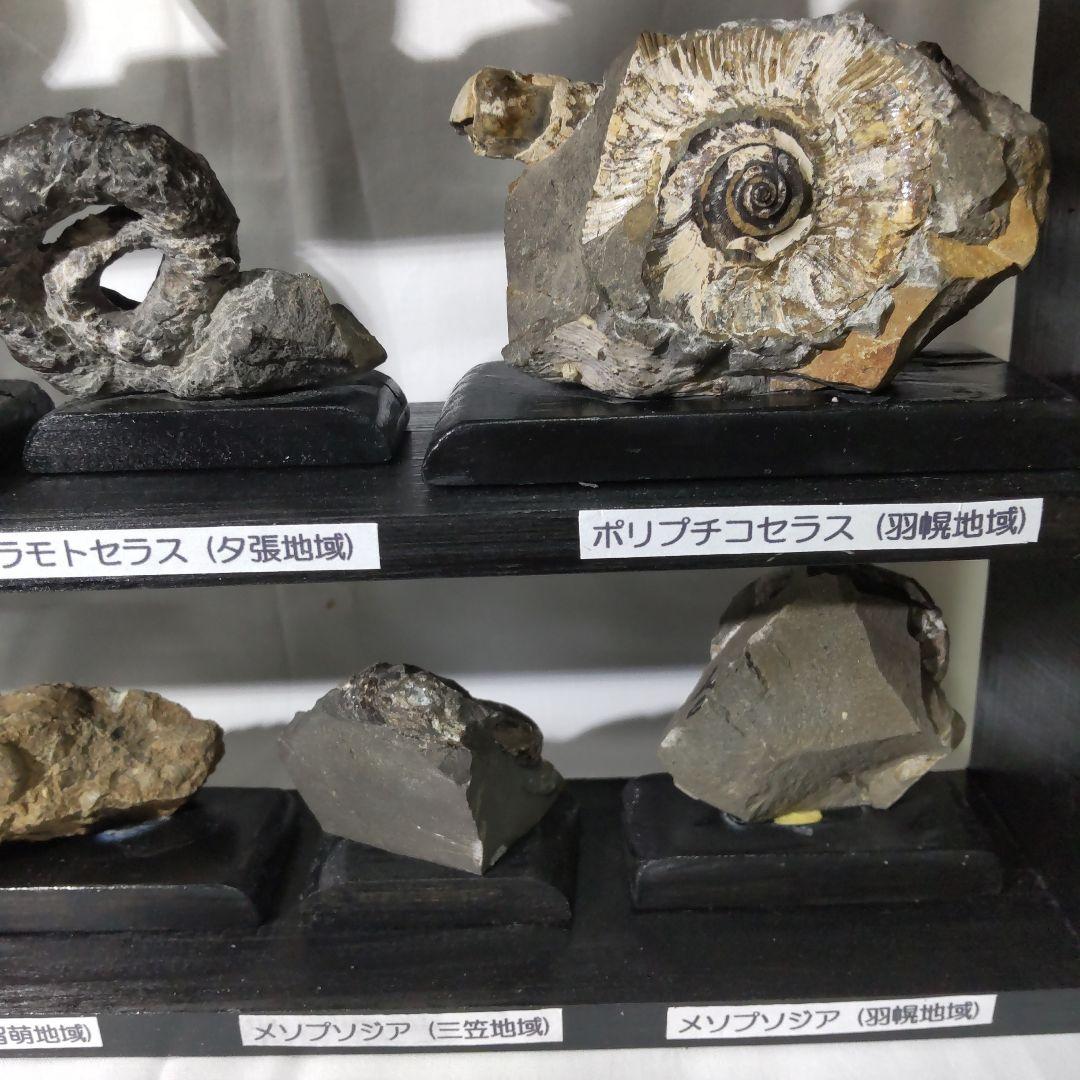 北海道アンモナイト化石、飾り棚に収納した１２点＋資料４点＋おまけ２点