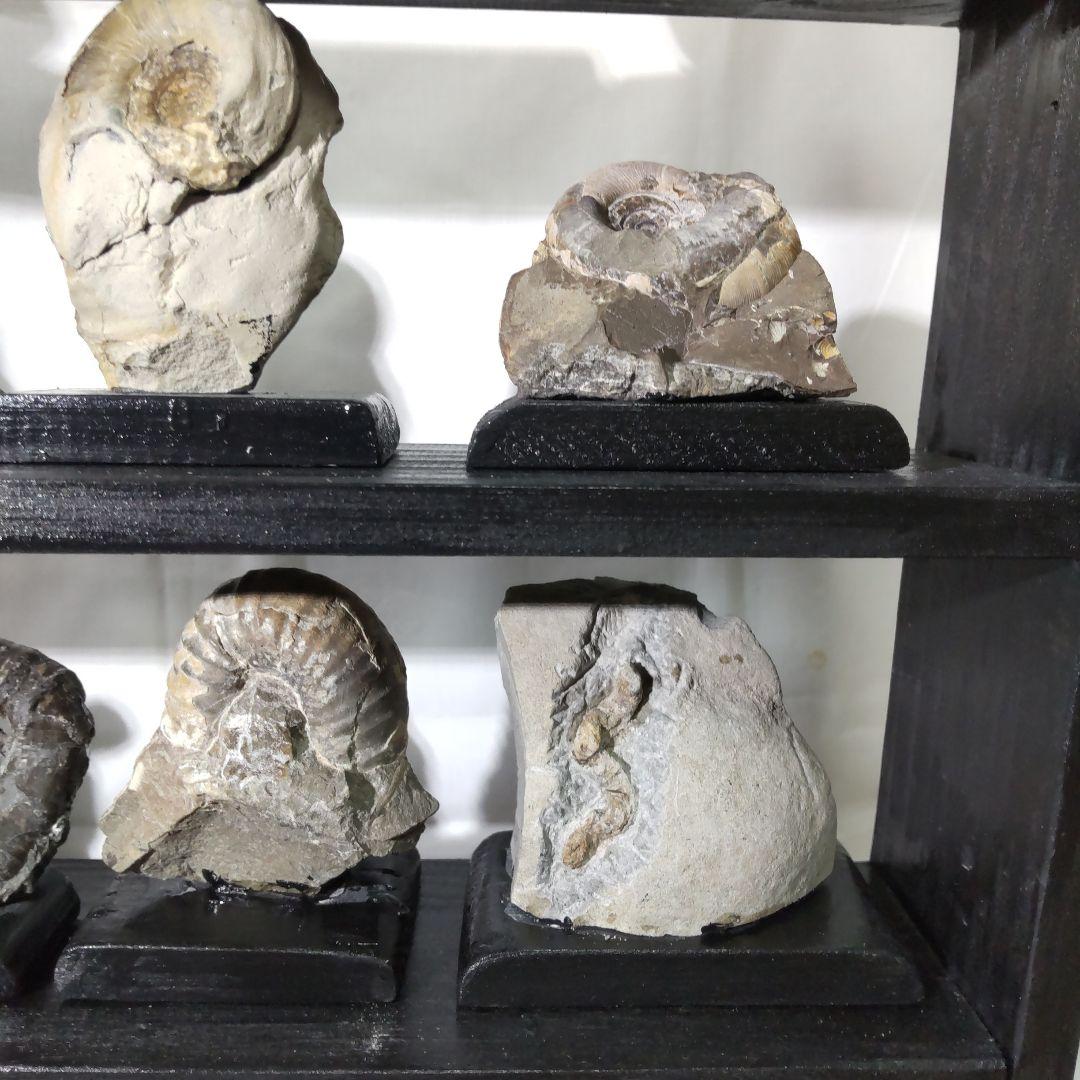 北海道アンモナイト化石、飾り棚に収納した１２点＋資料４点＋おまけ２点