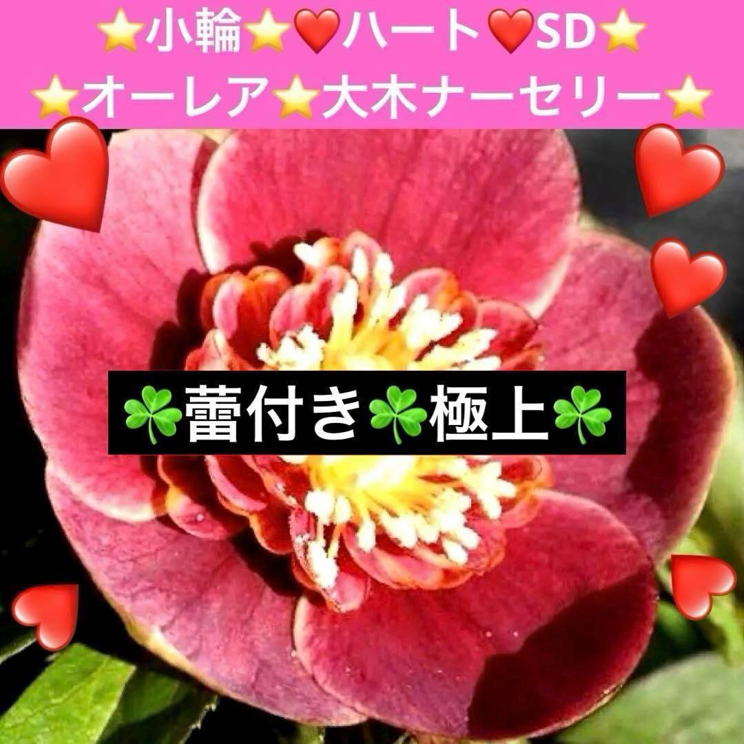 ヘ*6様 3565☘️蕾花付き☘️極上☘️⭐️小輪⭐️ ハートSD⭐️オーレア⭐