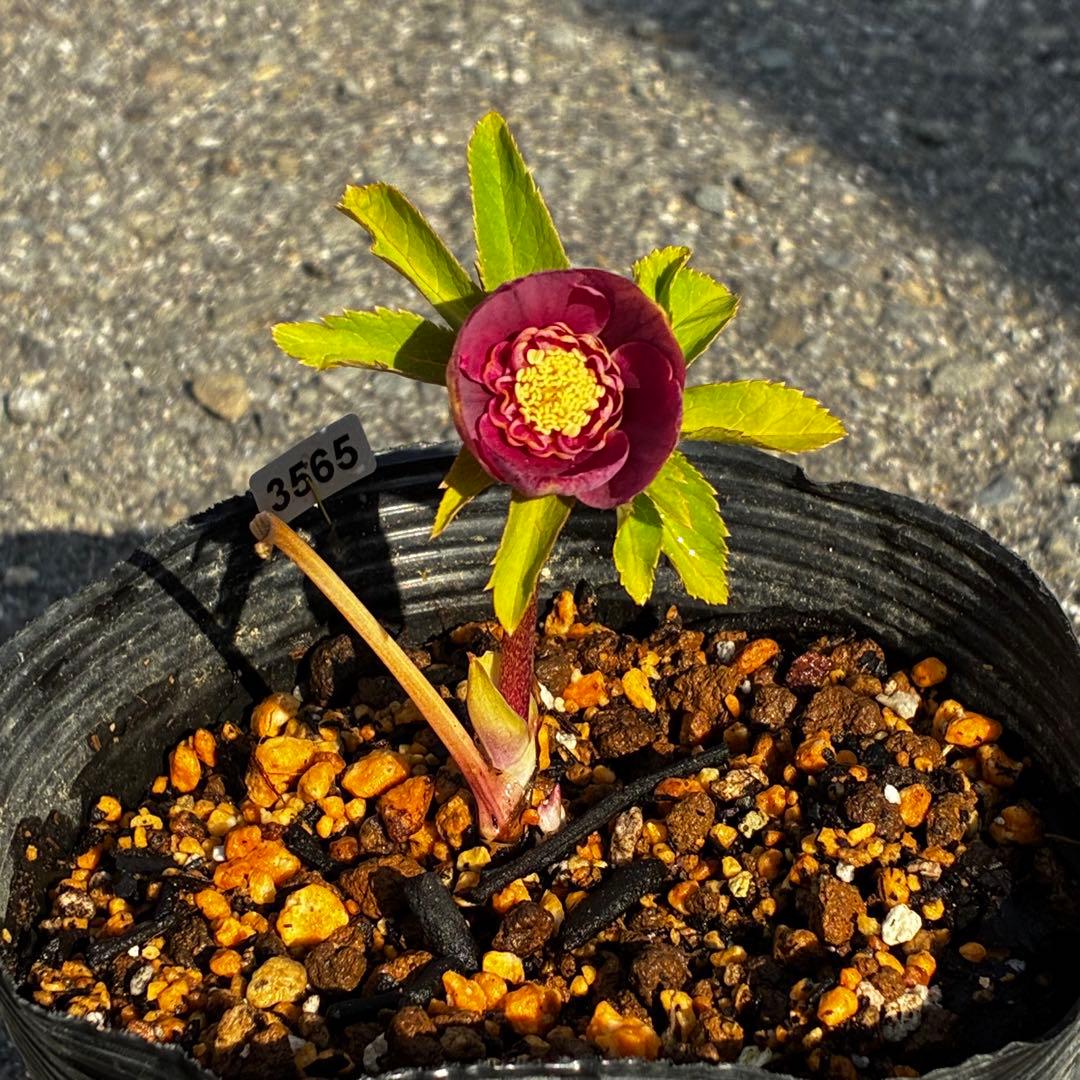 ヘ*6様 3565☘️蕾花付き☘️極上☘️⭐️小輪⭐️ ハートSD⭐️オーレア⭐