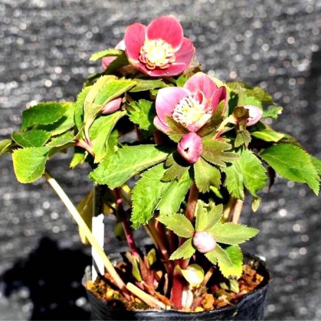 ヘ*6様 3565☘️蕾花付き☘️極上☘️⭐️小輪⭐️ ハートSD⭐️オーレア⭐