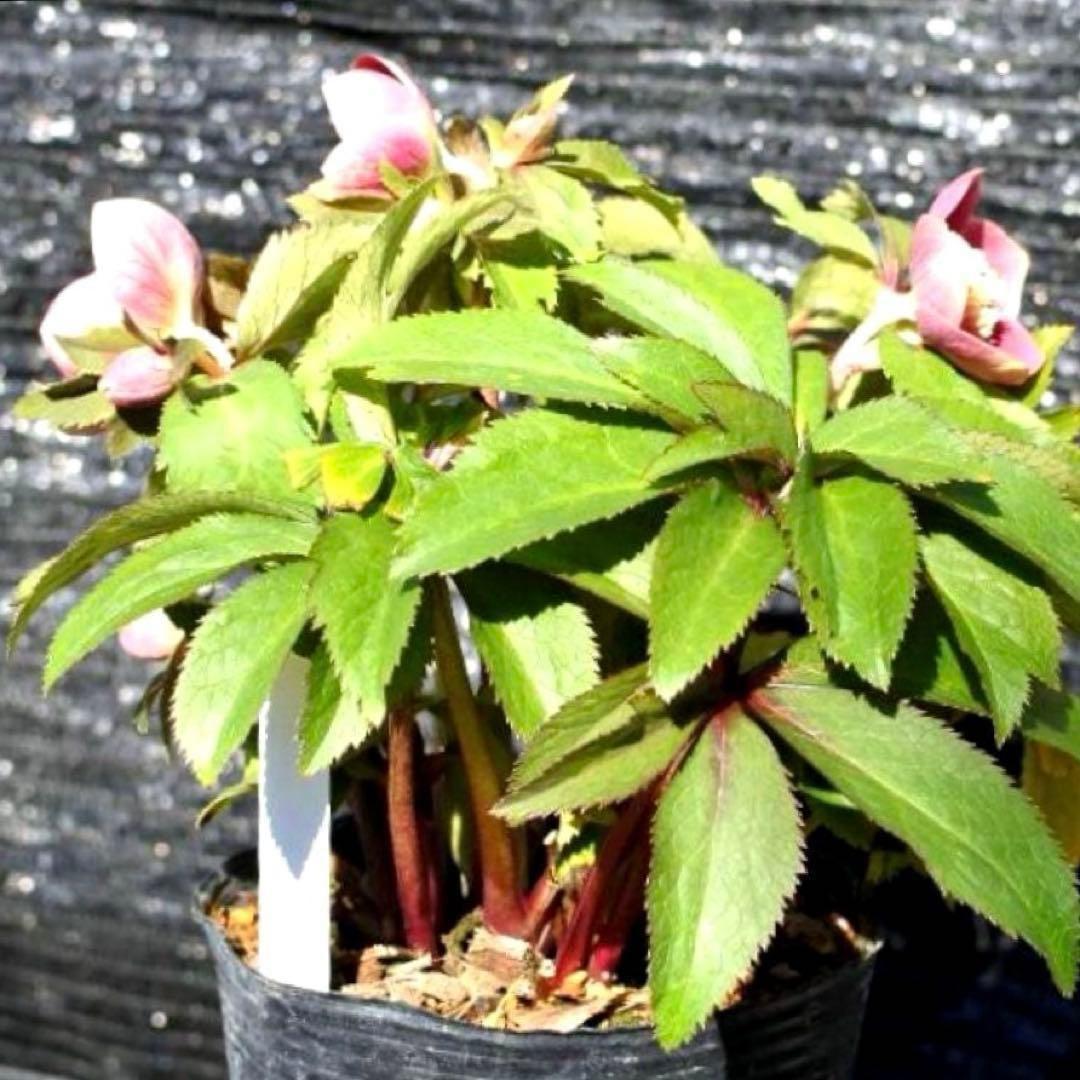 ヘ*6様 3565☘️蕾花付き☘️極上☘️⭐️小輪⭐️ ハートSD⭐️オーレア⭐