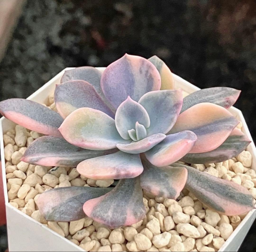 専用　多肉植物　デビー錦&リラシナ錦&ヘラ色錦&ロンギシマ覆輪錦