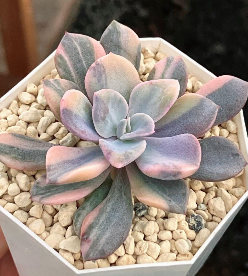 専用　多肉植物　デビー錦&リラシナ錦&ヘラ色錦&ロンギシマ覆輪錦