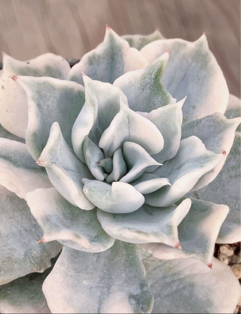 専用　多肉植物　デビー錦&リラシナ錦&ヘラ色錦&ロンギシマ覆輪錦