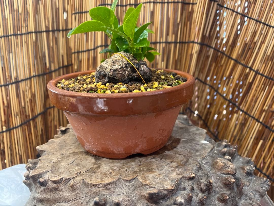 ✨✨✨superガジュマル【ジブリの世界】検/ガジュマル♪良品セール♪