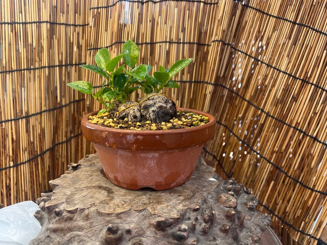 ✨✨✨superガジュマル【ジブリの世界】検/ガジュマル♪良品セール♪