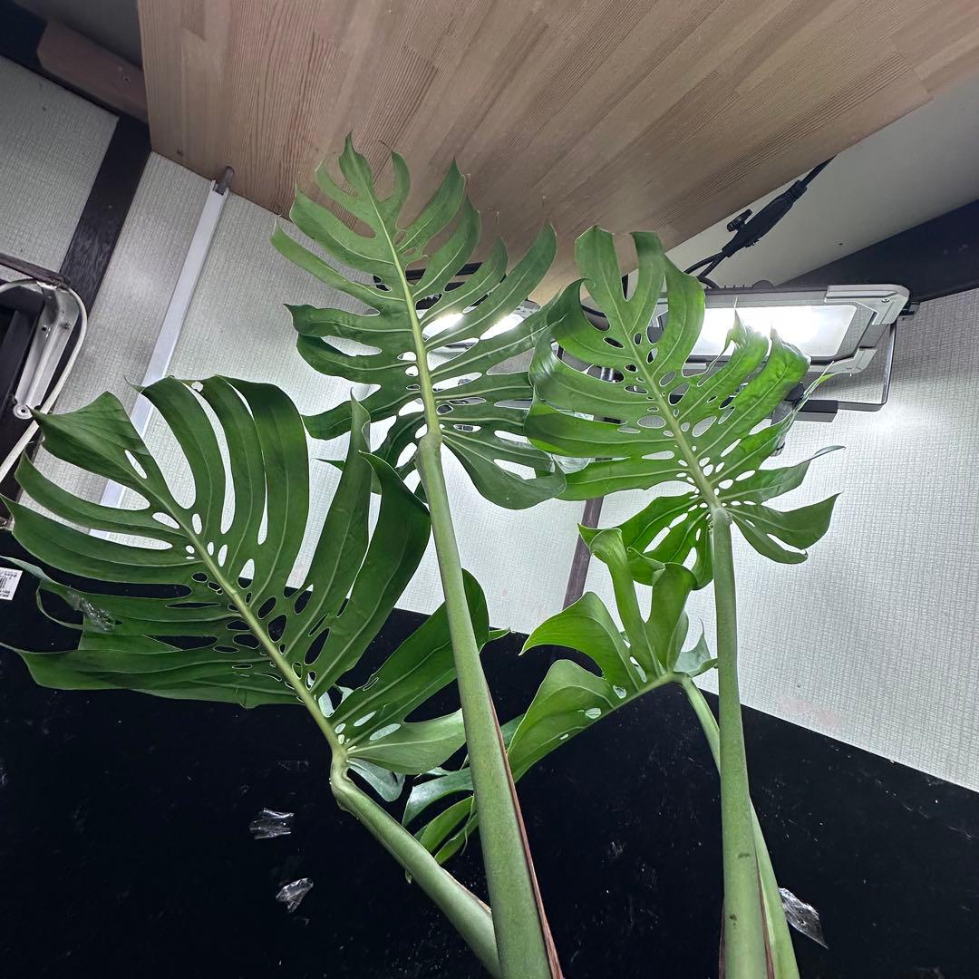 R*u様 モンステラデリシオーサマクロコズム超希少系統鉢植え108㎝レア