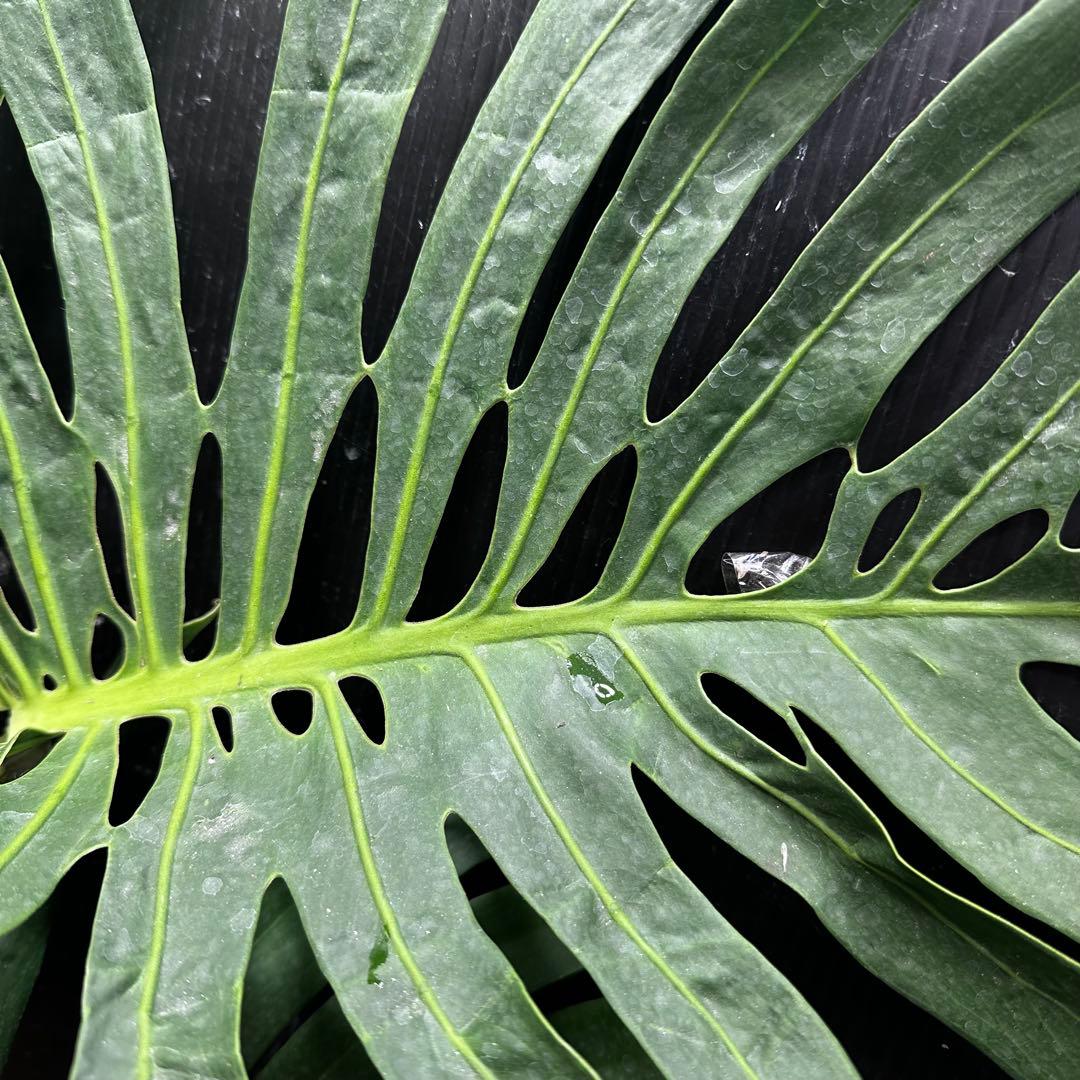 R*u様 モンステラデリシオーサマクロコズム超希少系統鉢植え108㎝レア