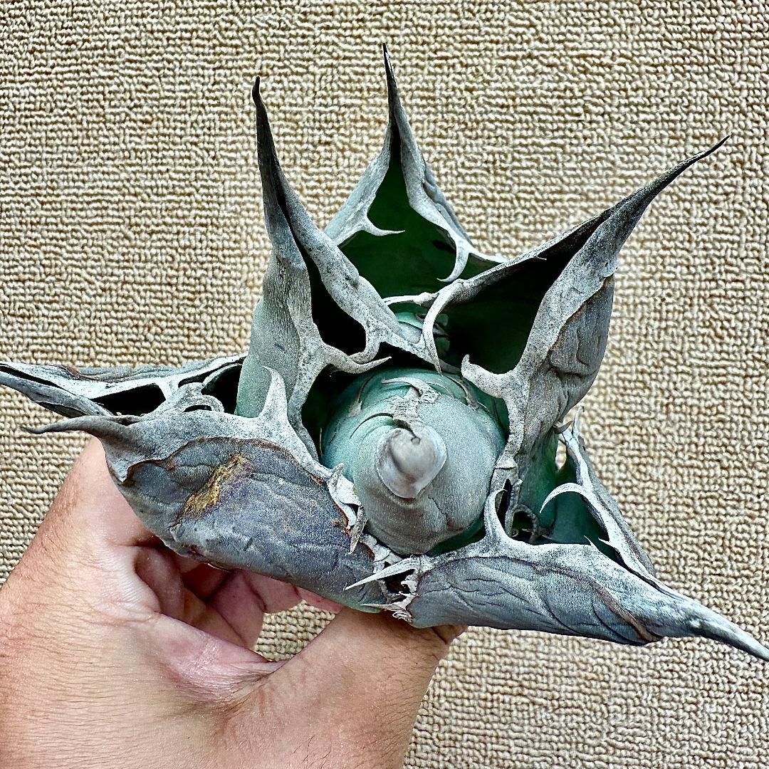 u*4様 【ZZ_plants】W950アガベ チタノタ 蜘蛛 極上強棘 極美極