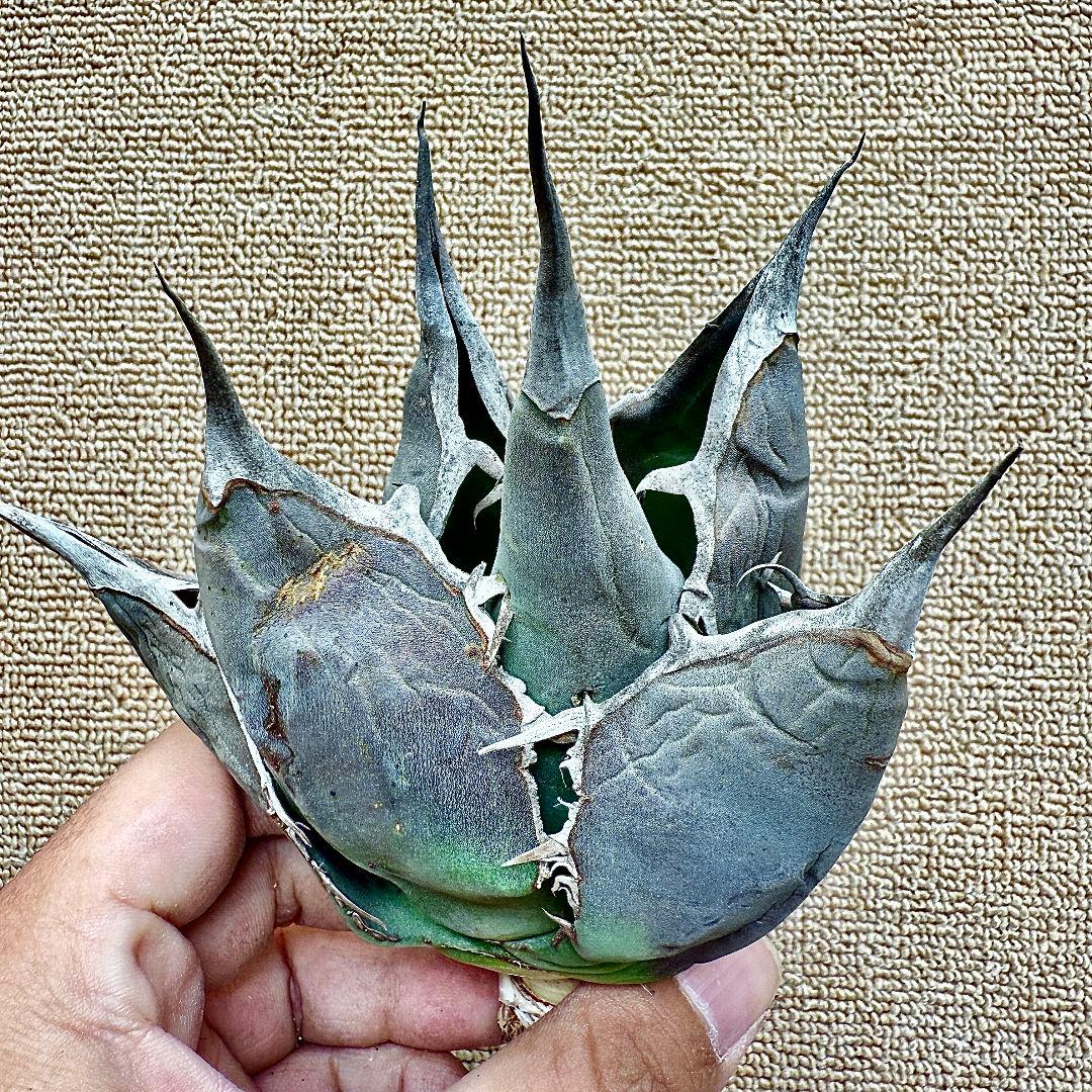 u*4様 【ZZ_plants】W950アガベ チタノタ 蜘蛛 極上強棘 極美極