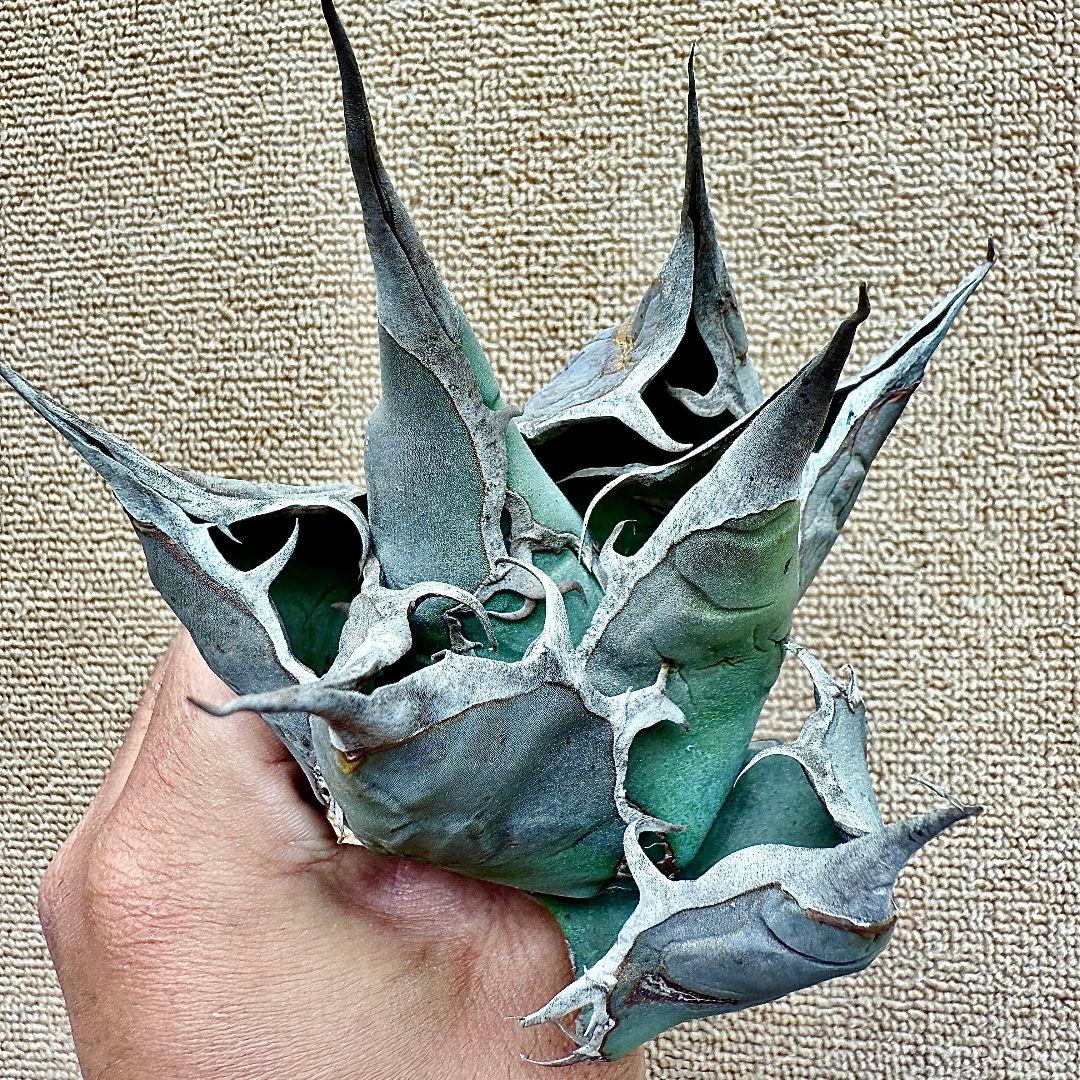 u*4様 【ZZ_plants】W950アガベ チタノタ 蜘蛛 極上強棘 極美極