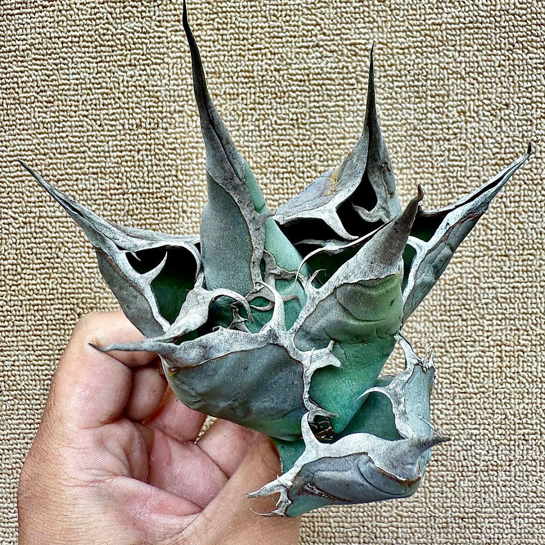 u*4様 【ZZ_plants】W950アガベ チタノタ 蜘蛛 極上強棘 極美極
