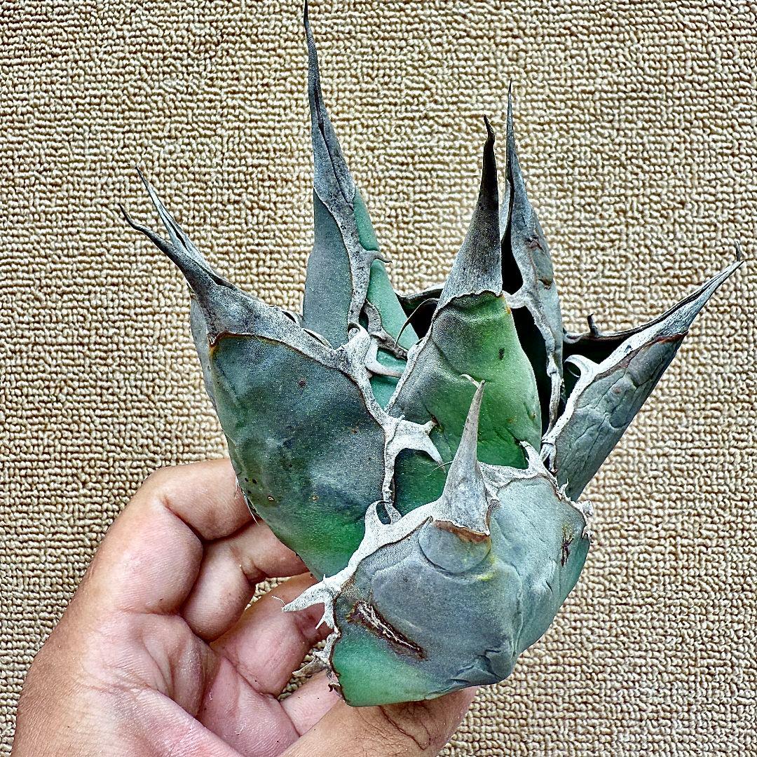 u*4様 【ZZ_plants】W950アガベ チタノタ 蜘蛛 極上強棘 極美極
