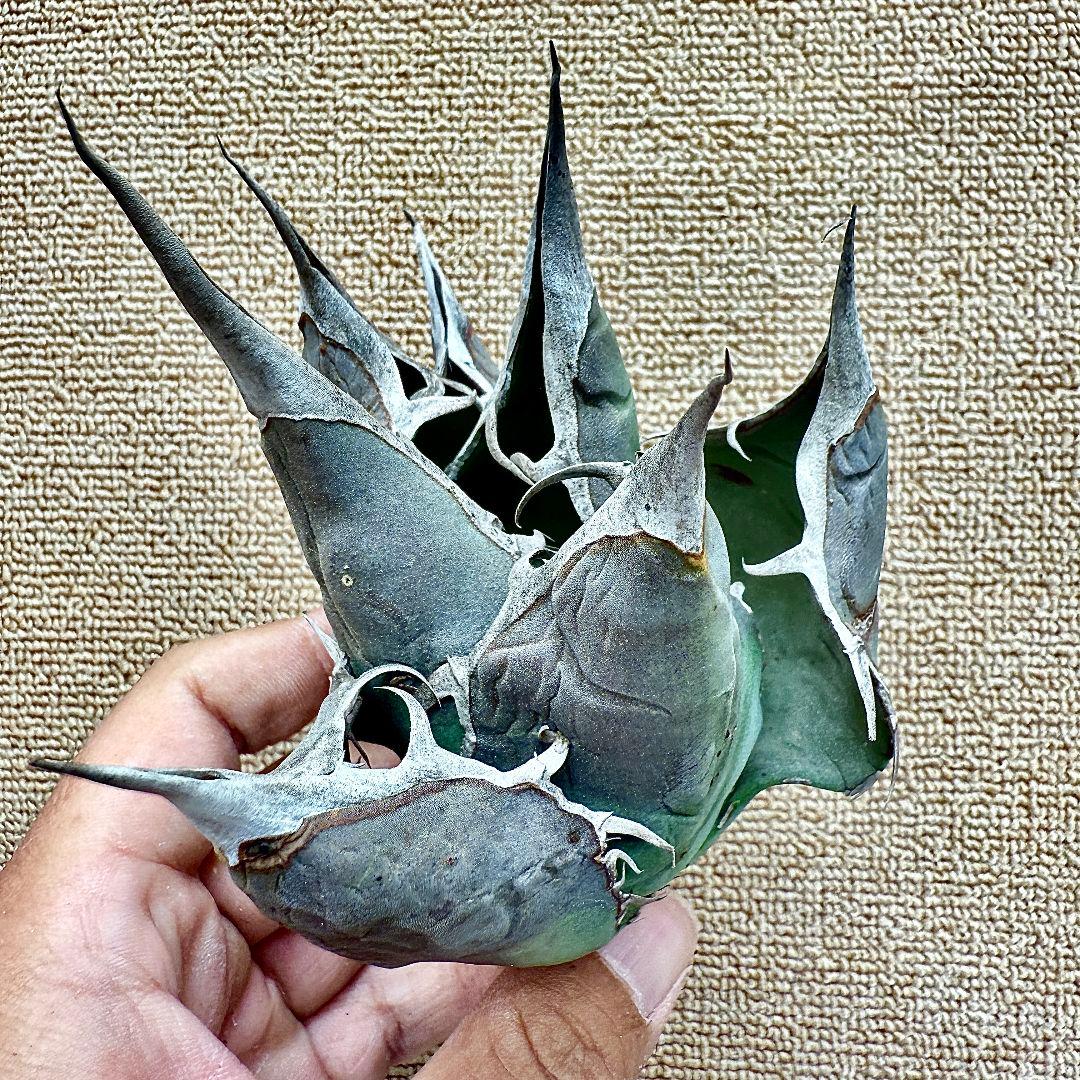 u*4様 【ZZ_plants】W950アガベ チタノタ 蜘蛛 極上強棘 極美極