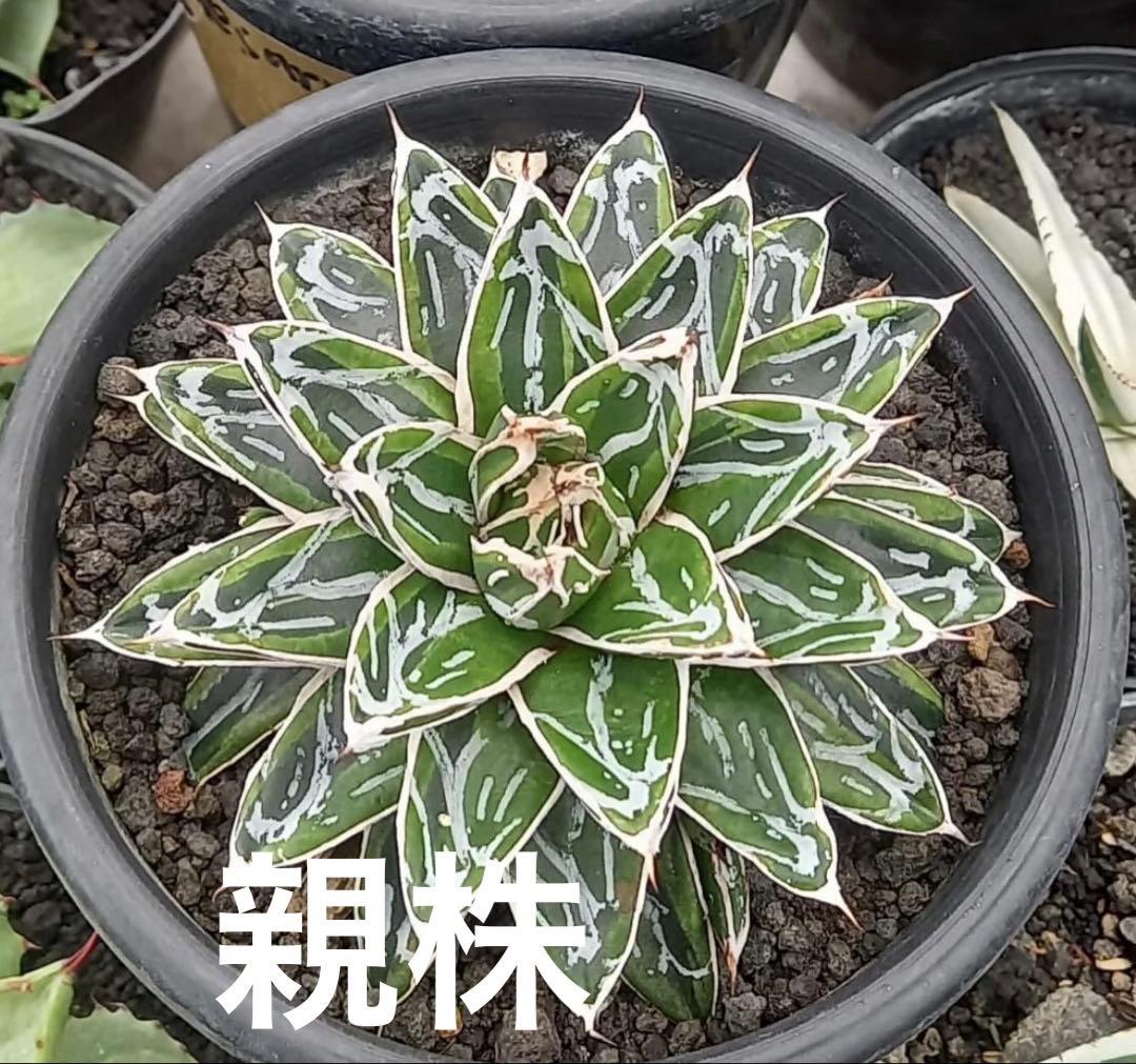 【姫笹の雪　ライムグリーン覆輪　中苗】子株付き