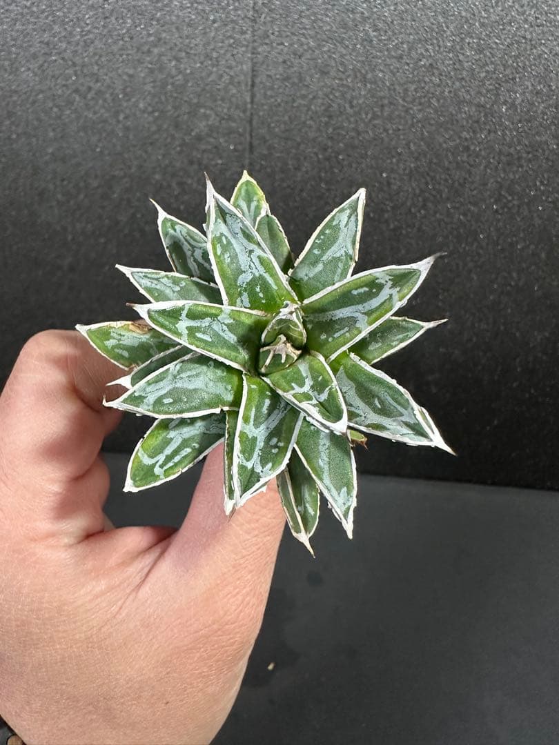 【姫笹の雪　ライムグリーン覆輪　中苗】子株付き