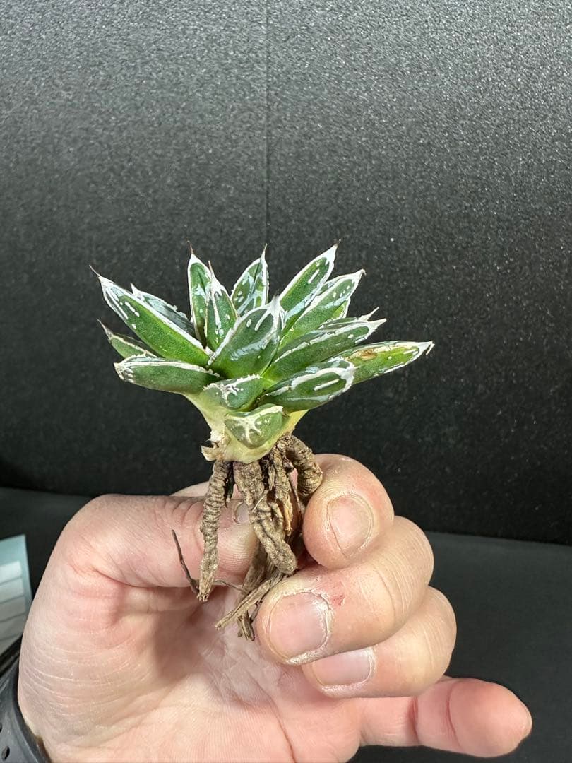 【姫笹の雪　ライムグリーン覆輪　中苗】子株付き