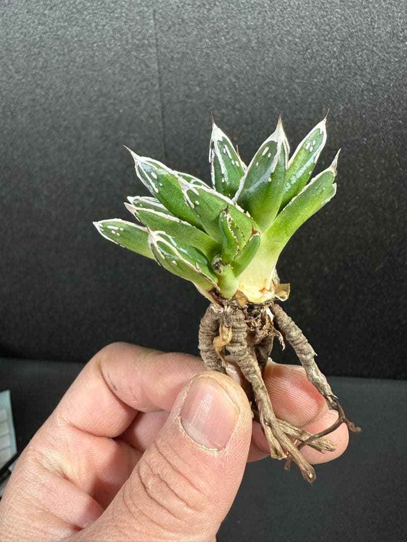 【姫笹の雪　ライムグリーン覆輪　中苗】子株付き