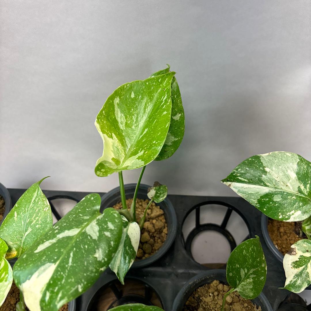 ミ*テ様 10株セットms50【特別選抜】モンステラ・タイコンステレーション 斑