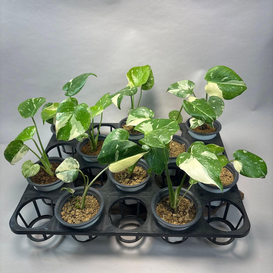 ミ*テ様 10株セットms50【特別選抜】モンステラ・タイコンステレーション 斑