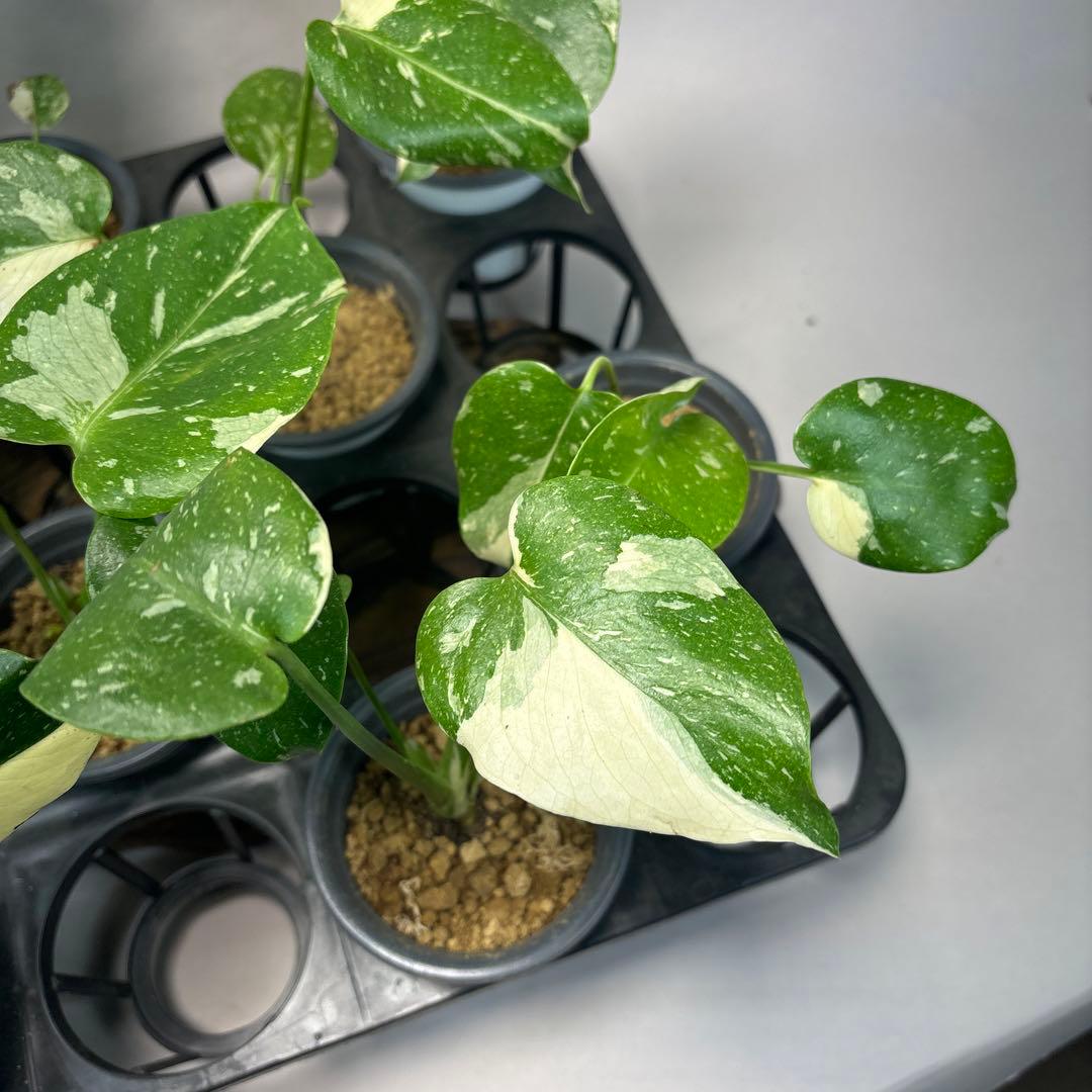 ミ*テ様 10株セットms50【特別選抜】モンステラ・タイコンステレーション 斑