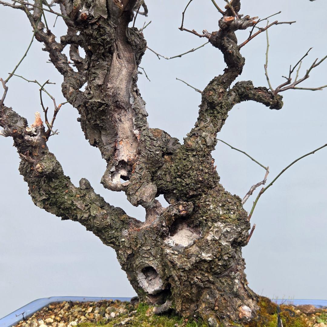 野梅(白一重)　梅[斜幹双幹木]　大品盆栽 タケシになります