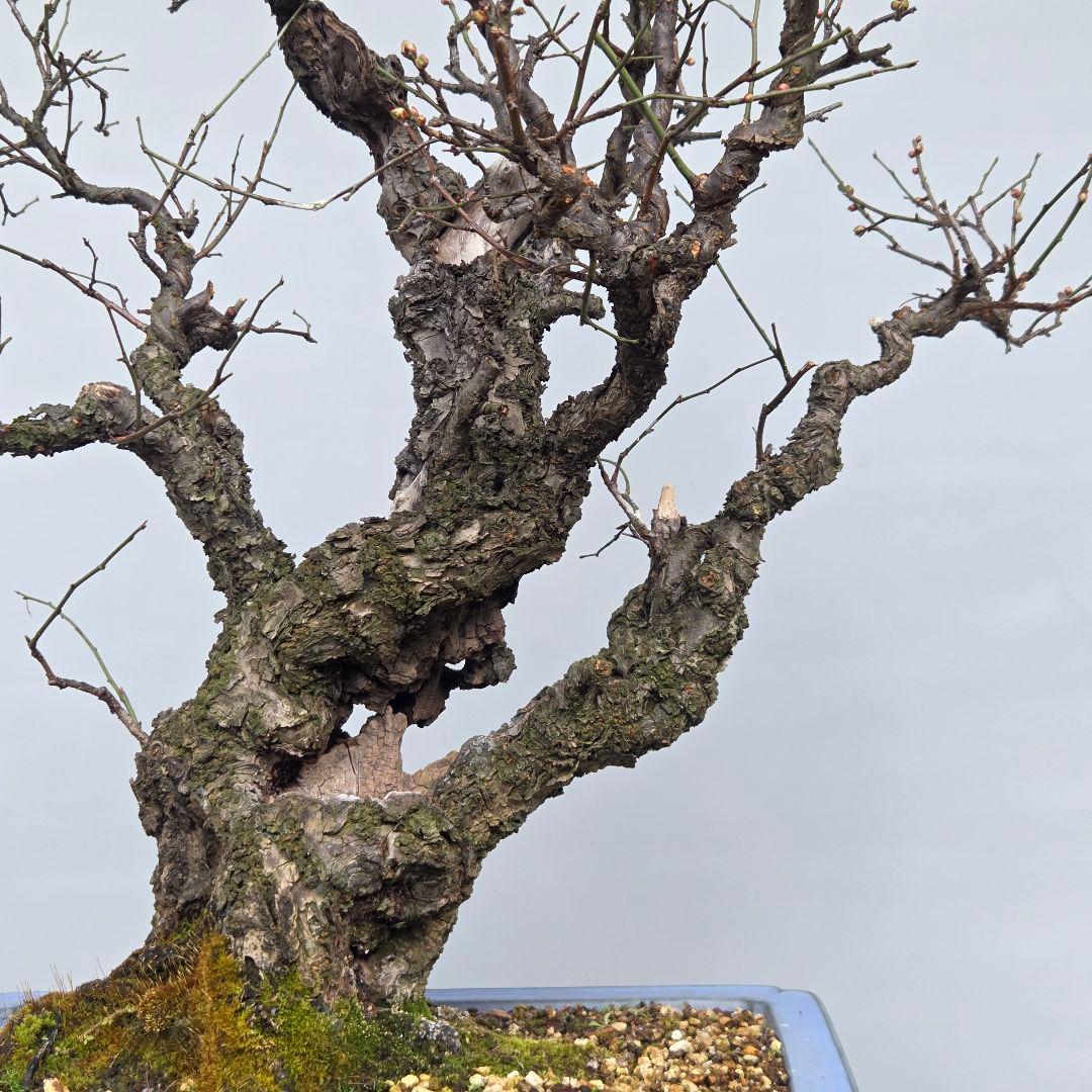 野梅(白一重)　梅[斜幹双幹木]　大品盆栽 タケシになります