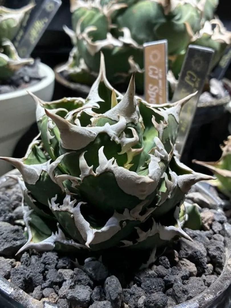 アガベ cjspecial 大白鯊 ホホジロサメ　子株　⭐︎タグ付き⭐︎ 2セット