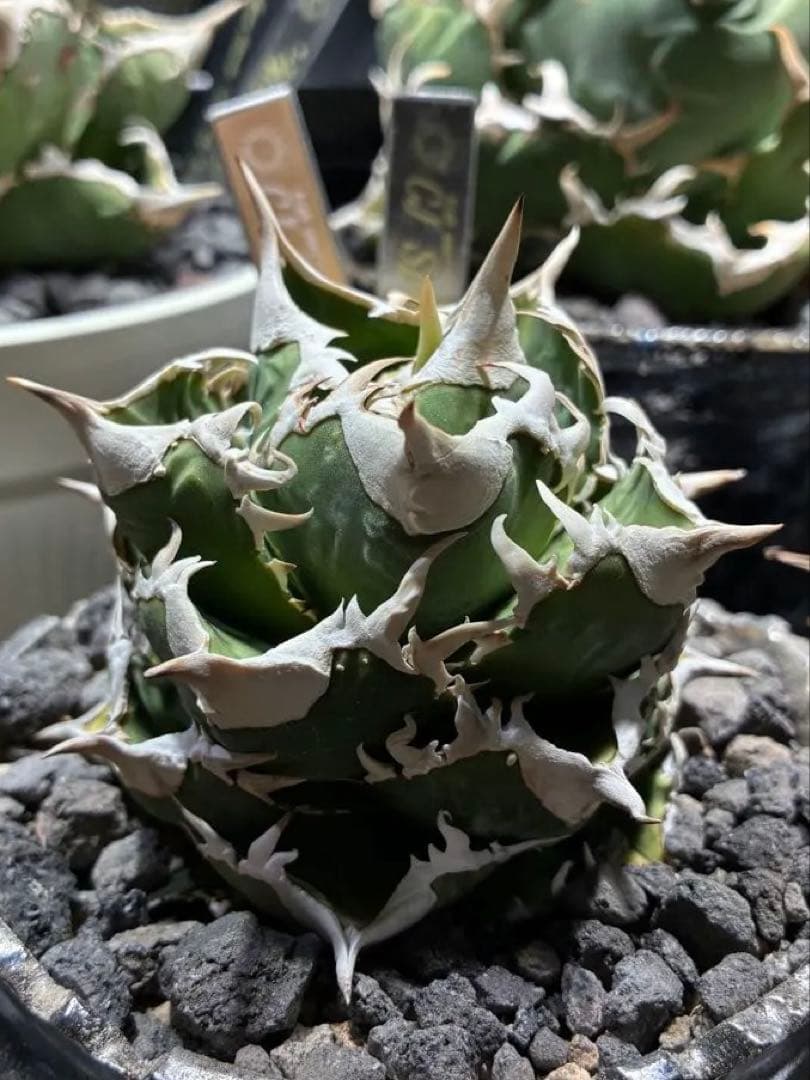 アガベ cjspecial 大白鯊 ホホジロサメ　子株　⭐︎タグ付き⭐︎ 2セット