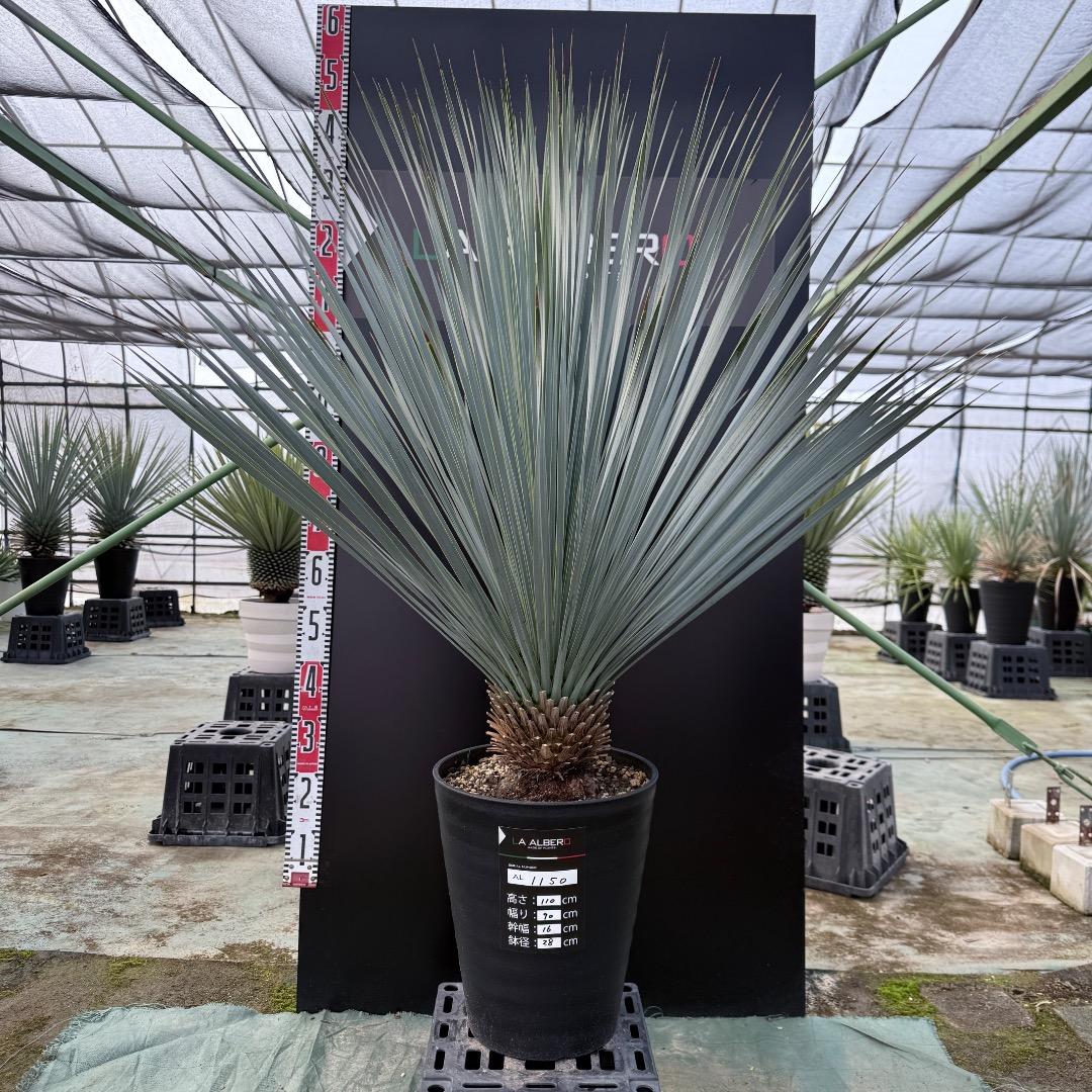 ザ*フ様 【AL1150】ユッカ　ロストラータ　ランチョブルー　数量限定