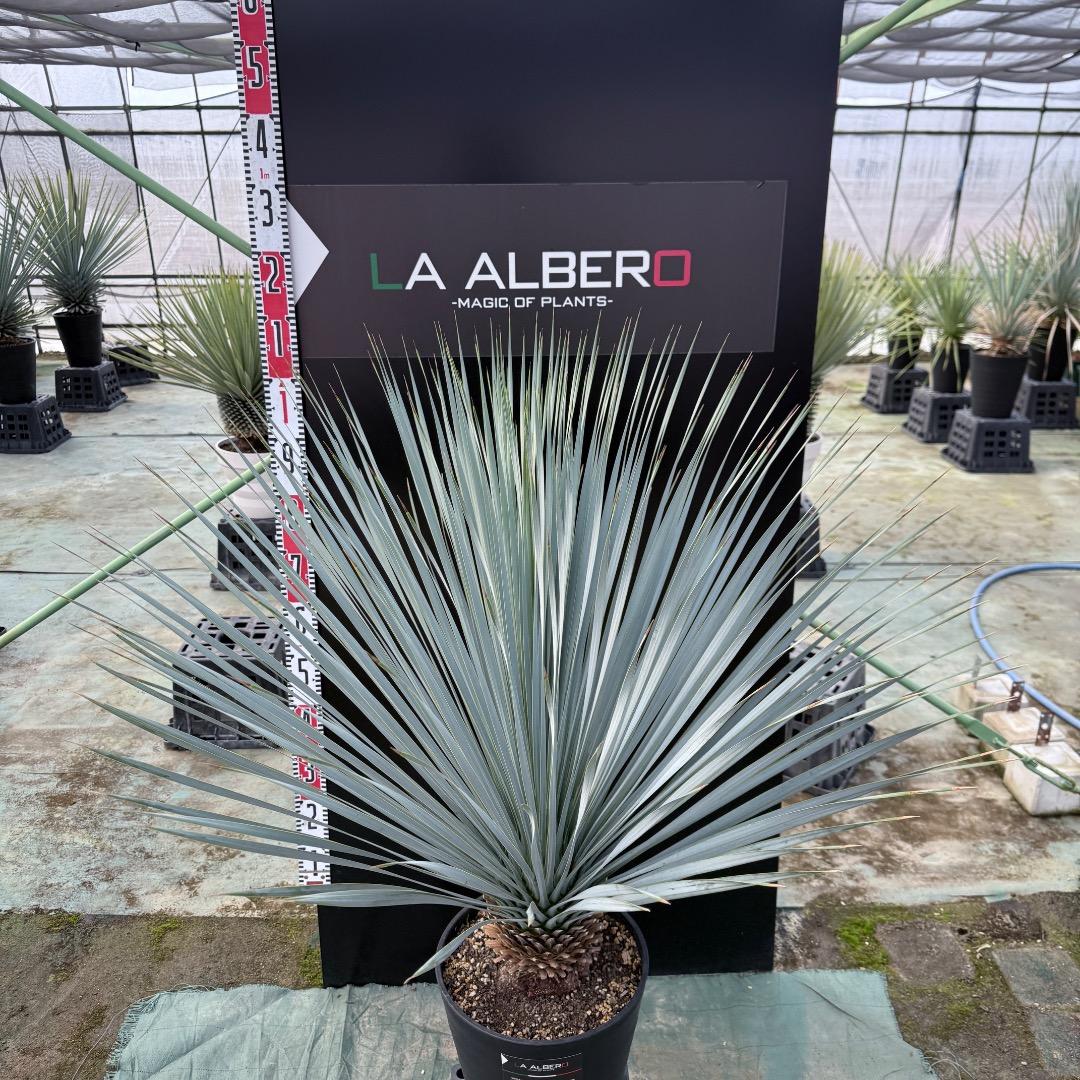 ザ*フ様 【AL1150】ユッカ　ロストラータ　ランチョブルー　数量限定