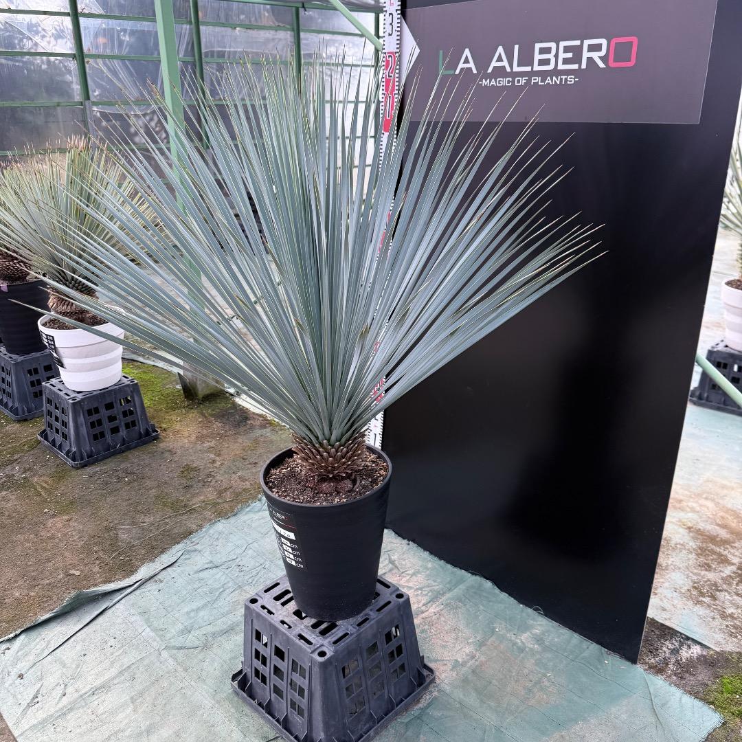 ザ*フ様 【AL1150】ユッカ　ロストラータ　ランチョブルー　数量限定