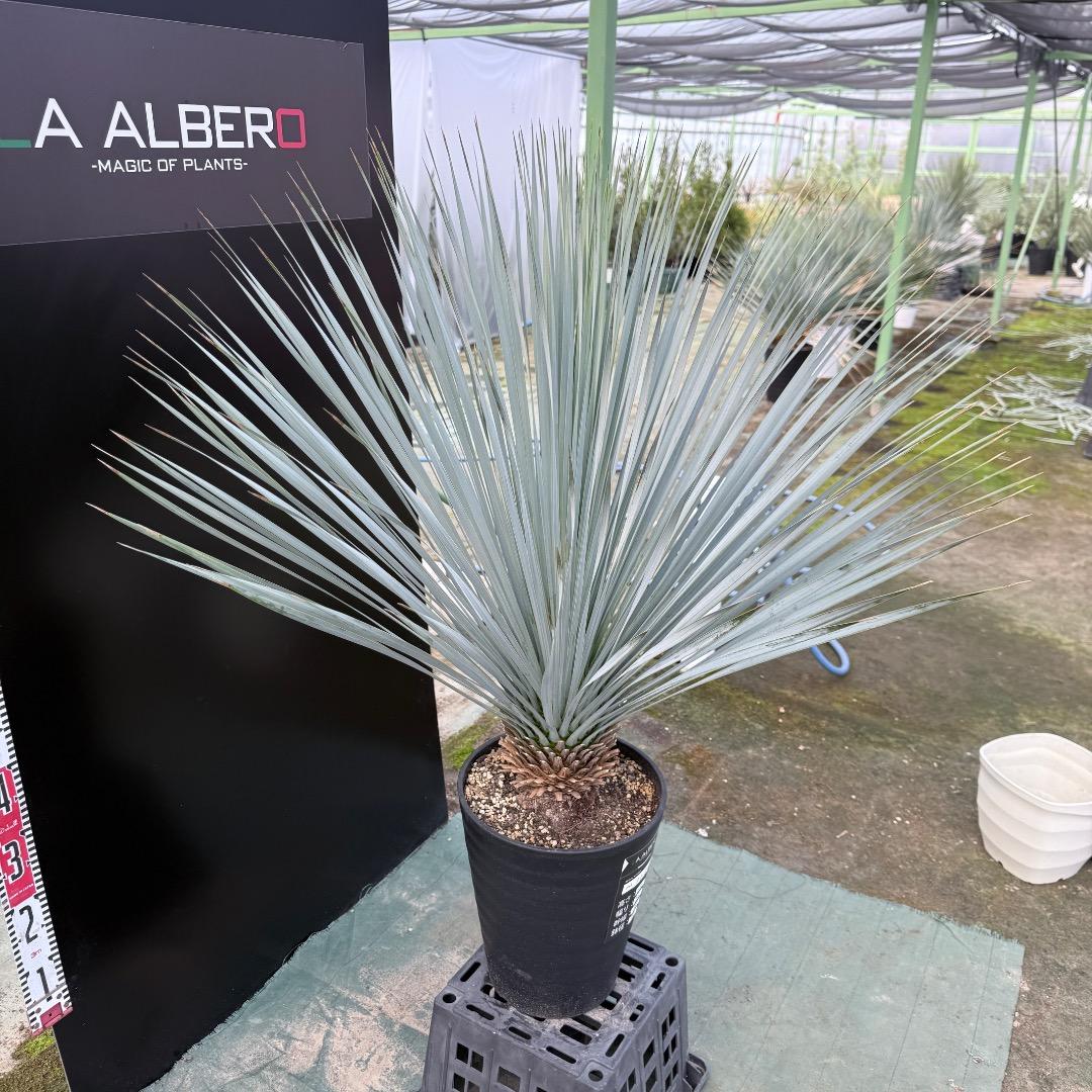 ザ*フ様 【AL1150】ユッカ　ロストラータ　ランチョブルー　数量限定