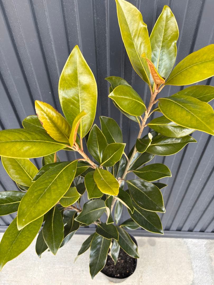 ‼️タイムセール‼️◆タイサンボク　リトルジェム◆接木◆樹形が綺麗◆◆