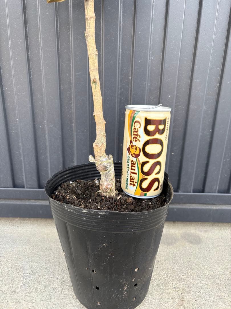 ‼️タイムセール‼️◆タイサンボク　リトルジェム◆接木◆樹形が綺麗◆◆