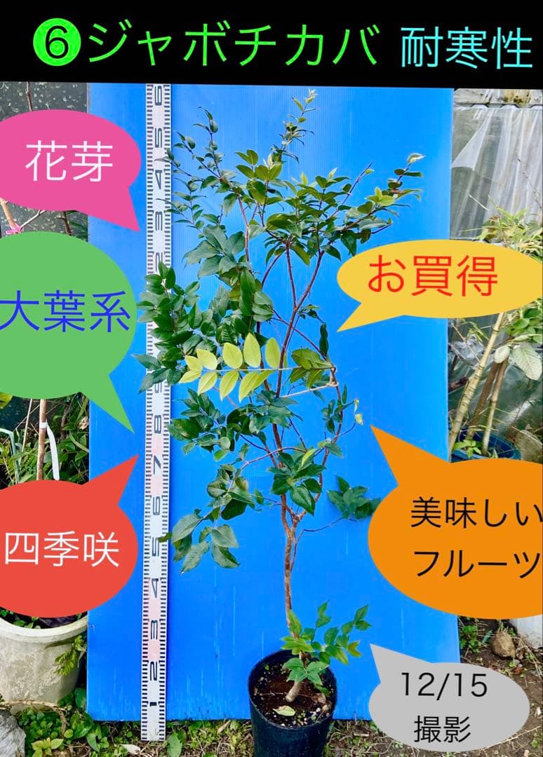 正月特価⑥ジャボチカバ　花芽付　耐寒性フルーツ　大葉四季なり　珍品