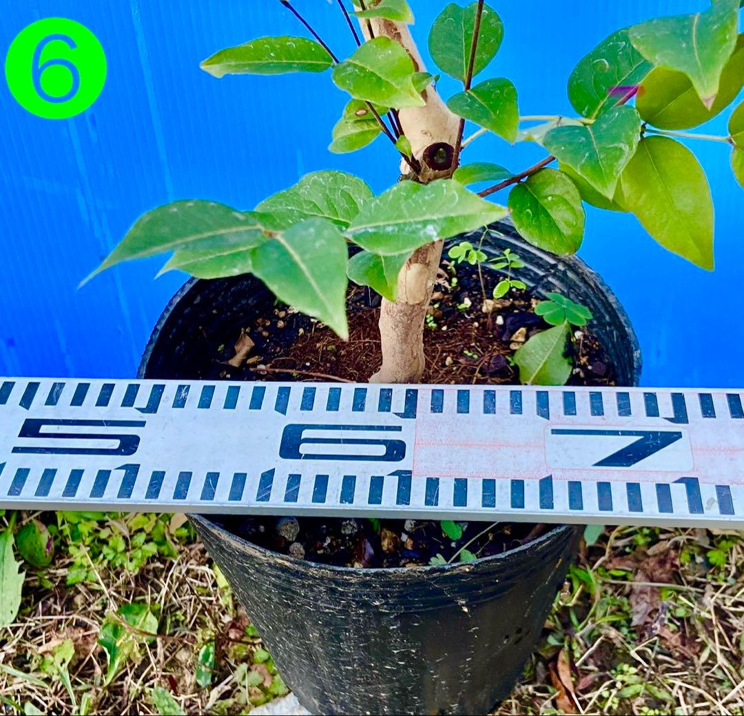 正月特価⑥ジャボチカバ　花芽付　耐寒性フルーツ　大葉四季なり　珍品