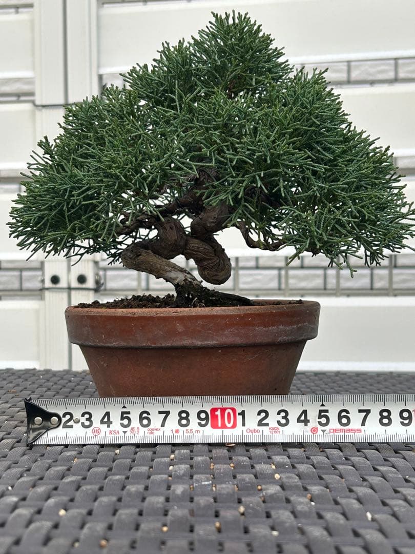 【お値下げ】　真柏　素晴らしい幹模様